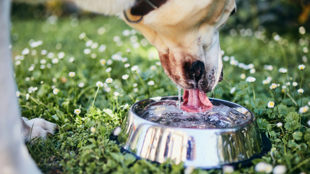 Dog Drinking Water