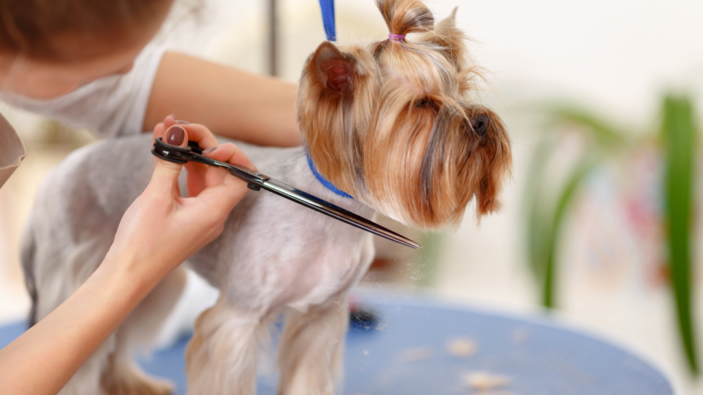 Dog Grooming