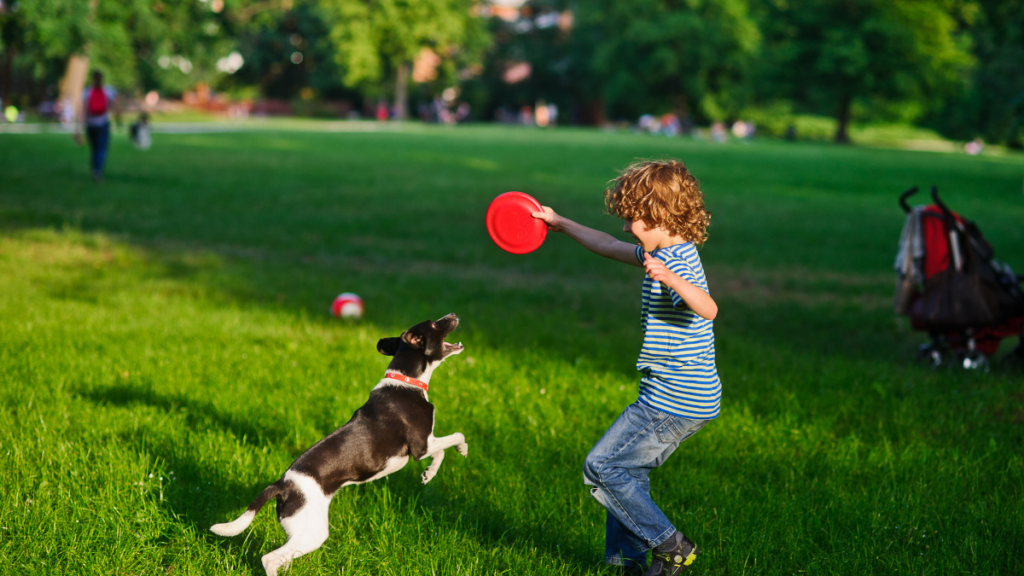 Dog Playing