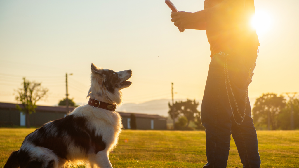 Dog Training