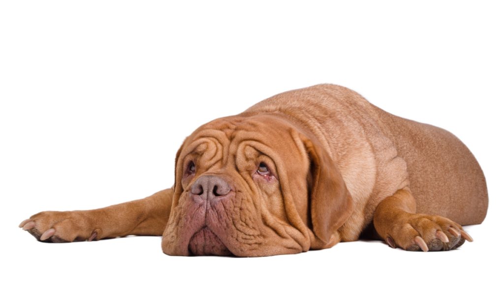 Dogue de Bordeaux